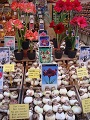 Amsterdam Flower shop